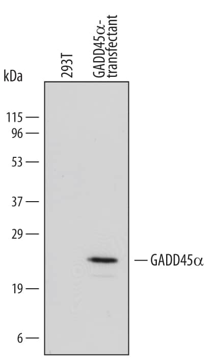 Western Blot GADD45 alpha Antibody