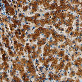 Immunohistochemistry Polypeptide GalNac Transferase 1/GALNT1 Antibody [Unconjugated]