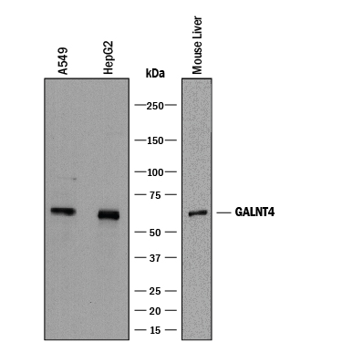 Western Blot Polypeptide GalNac Transferase 4/GALNT4 Antibody [Unconjugated]