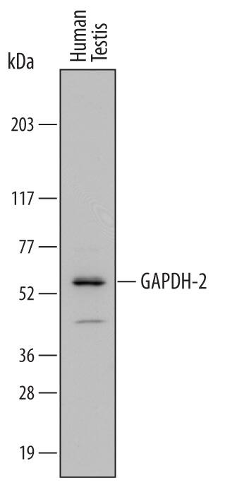 Western blot shows lysates of human testis tissue. PVDF Membrane was probed with 1 µg/mL of Goat Anti-Human GAPDH-2 Antigen Affinity-purified Polyclonal Antibody (Catalog # AF6276) followed by HRP-conjugated Anti-Goat IgG Secondary Antibody (Catalog # HAF109). A specific band was detected for GAPDH-2 at approximately 56 kDa (as indicated). This experiment was conducted under reducing conditions and using Immunoblot Buffer Group 1.