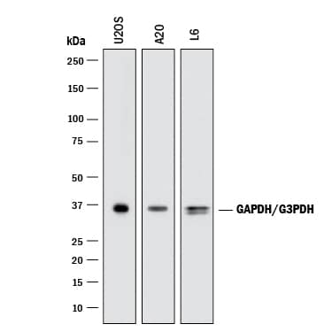 Western blot shows lysates of U2OS human osteosarcoma cell line, A20 mouse B cell lymphoma cell line, and L6 rat myoblast cell line. PVDF membrane was probed with 0.1 µg/mL Rabbit Anti-Human/Mouse/Rat GAPDH Polyclonal Antibody (Catalog # 2275-PC) followed by HRP-conjugated Anti-Rabbit IgG Secondary Antibody (Catalog # HAF008). A specific band was detected for GAPDH at approximately 36 kDa (as indicated). This experiment was conducted under reducing conditions and using Immunoblot Buffer Group 1.