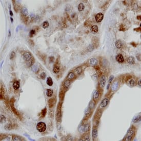 GAPDH/G3PDH was detected in immersion fixed paraffin-embedded sections of normal human kidney using Goat Anti-Human/Mouse/Rat GAPDH/G3PDH Antigen Affinity-purified Polyclonal Antibody (Catalog # AF5718) at 8 µg/mL overnight at 4 °C. Tissue was stained using the Anti-Goat HRP-DAB Cell & Tissue Staining Kit (brown; CTS008) and counterstained with hematoxylin (blue). Specific staining was localized to cytoplasm and nuclei of convoluted tubules. View our protocol for Chromogenic IHC Staining of Paraffin-embedded Tissue Sections.This application has not been tested in mouse or rat samples.