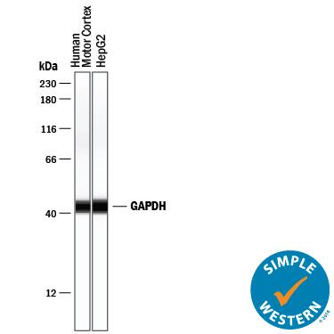 Simple Western lane view shows lysates of human brain (motor cortex) tissue and HepG2 human hepatocellular carcinoma cell line, loaded at 0.2 mg/mL. A specific band was detected for GAPDH at approximately 43 kDa (as indicated) using 10 µg/mL of Goat Anti-Human/Mouse/Rat GAPDH Antigen Affinity-purified Polyclonal Antibody (Catalog # AF5718) followed by 1:50 dilution of HRP-conjugated Anti-Goat IgG Secondary Antibody (HAF109). This experiment was conducted under reducing conditions and using the 12-230 kDa separation system.