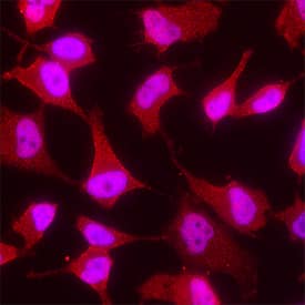 GAPDH was detected in immersion fixed HeLa human cervical epithelial carcinoma cell line using Mouse Anti-Human/Mouse/Rat GAPDH Monoclonal Antibody (Catalog # MAB5718) at 8 µg/mL for 3 hours at room temperature. Cells were stained using the NorthernLights™ 557-conjugated Anti-Mouse IgG Secondary Antibody (red; Catalog # NL007) and counterstained with DAPI (blue). View our protocol for Fluorescent ICC Staining of Cells on Coverslips.