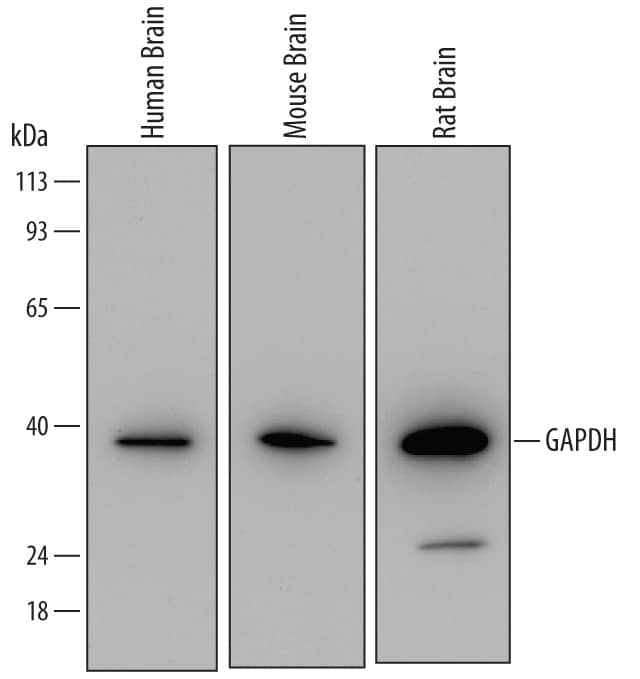Western blot shows lysates of human brain tissue, mouse brain tissue, and rat brain tissue. PVDF Membrane was probed with 0.05 µg/mL of Mouse Anti-Human/Mouse/Rat GAPDH/G3PDH Monoclonal Antibody (Catalog # MAB5718) followed by HRP-conjugated Anti-Mouse IgG Secondary Antibody (Catalog # HAF007). A specific band was detected for GAPDH/G3PDH at approximately 39 kDa (as indicated). This experiment was conducted under reducing conditions and using Immunoblot Buffer Group 2.