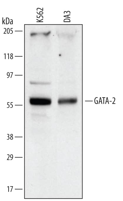 Western blot shows lysates of K562 human chronic myelogenous leukemia cell line and DA3 mouse myeloma cell line. PVDF membrane was probed with 0.5 µg/mL of Human/Mouse GATA-2 Monoclonal Antibody (Catalog # MAB2046) followed by HRP-conjugated Anti-Mouse IgG Secondary Antibody (Catalog # HAF007). A specific band was detected for GATA-2 at approximately 58 kDa (as indicated). This experiment was conducted under reducing conditions and using Immunoblot Buffer Group 1.