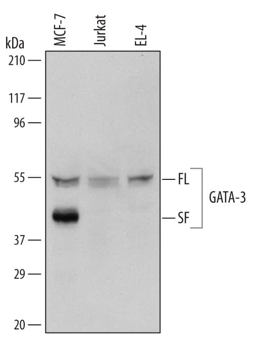 Western Blot GATA-3 Antibody [Unconjugated]