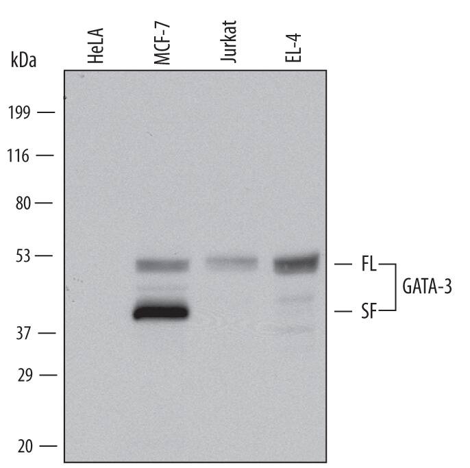 Western Blot GATA-3 Antibody (634913) [Unconjugated]