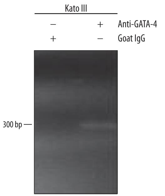 KATO-III human gastric carcinoma cell line was fixed using formaldehyde, resuspended in lysis buffer, and sonicated to shear chromatin. GATA-4/DNA complexes were immunoprecipitated using 5 µg Goat Anti-Human GATA-4 Antigen Affinity-purified Polyclonal Antibody (Catalog # AF2606) or control antibody (Catalog # AB-108-C) for 15 minutes in an ultrasonic bath, followed by Biotinylated Anti-Goat IgG Secondary Antibody (Catalog # BAF109). Immunocomplexes were captured using 50 µL of MagCellect Streptavidin Ferrofluid (Catalog # MAG999) and DNA was purified using chelating resin solution. Themucin4promoter was detected by standard PCR.
