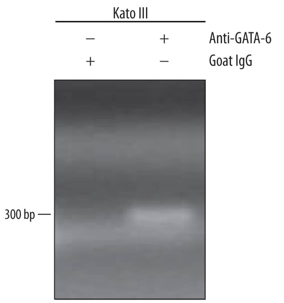 Chromatin Immunoprecipitation (ChIP) GATA-6 Antibody [Unconjugated]
