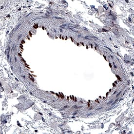 GATA-2 was detected in immersion fixed paraffin-embedded sections of human duodenum (blood vessel) using Goat Anti-Human/Mouse GATA-2 Antigen Affinity-purified Polyclonal Antibody (Catalog # AF2046) at 1 µg/mL for 1 hour at room temperature followed by incubation with the Anti-Goat IgG VisUCyte™ HRP Polymer Antibody (Catalog # VC004). Before incubation with the primary antibody, tissue was subjected to heat-induced epitope retrieval using Antigen Retrieval Reagent-Basic (Catalog # CTS013). Tissue was stained using DAB (brown) and counterstained with hematoxylin (blue). Specific staining was localized to nuclei in endothelial cells. View our protocol for IHC Staining with VisUCyte HRP Polymer Detection Reagents.