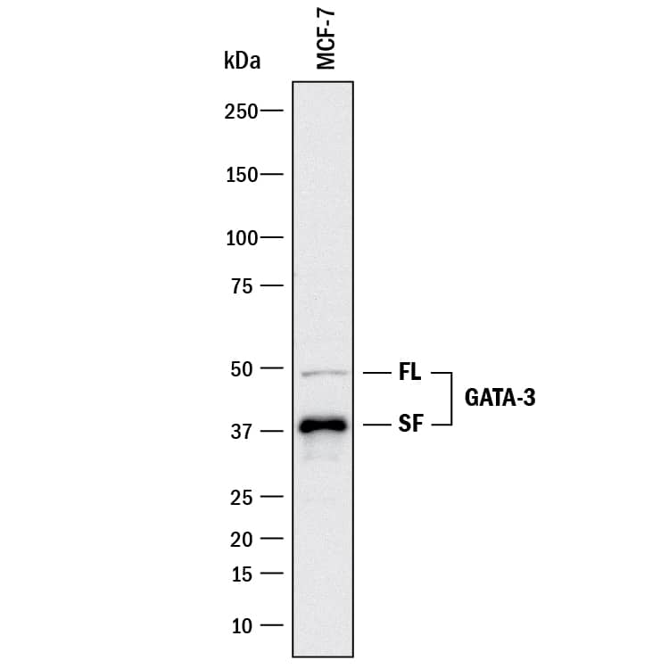 Western blot shows lysates of MCF-7 human breast cancer cell line. PVDF membrane was probed with 2 µg/mL of Mouse Anti-Human GATA-3 Monoclonal Antibody (Catalog # MAB26051) followed by HRP-conjugated Anti-Mouse IgG Secondary Antibody (Catalog # HAF018). Specific bands were detected for GATA-3 full length (FL) at approximately 50 kDa and the splice form (SF) at approximately 37 kDa (as indicated). This experiment was conducted under reducing conditions and using Immunoblot Buffer Group 3.