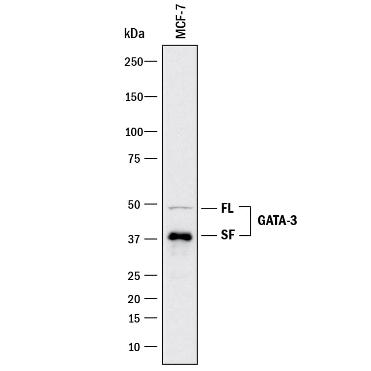 Western blot shows lysates of MCF-7 human breast cancer cell line. PVDF membrane was probed with 2 µg/mL of Mouse Anti-Human GATA-3 Monoclonal Antibody (Catalog # MAB26052) followed by HRP-conjugated Anti-Mouse IgG Secondary Antibody (HAF018). Specific bands were detected for GATA-3 full length (FL) at approximately 50 kDa and the splice form (SF) at approximately 37 kDa (as indicated). This experiment was conducted under reducing conditions and using Immunoblot Buffer Group 3.
