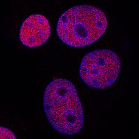 Immunocytochemistry GATA-3 Antibody (634913) [Unconjugated]