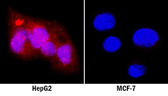 GATA-4 was detected in immersion fixed HepG2 human hepatocellular carcinoma cell line (positive staining) and MCF-7 human breast cancer cell line (negative staining) using Mouse Anti-Human GATA-4 Monoclonal Antibody (Catalog # MAB26062) at 8 µg/mL for 3 hours at room temperature. Cells were stained using the NorthernLights™ 557-conjugated Anti-Mouse IgG Secondary Antibody (red; Catalog # NL007) and counterstained with DAPI (blue). Specific staining was localized to cytoplasm and nuclei. View our protocol for Fluorescent ICC Staining of Cells on Coverslips.