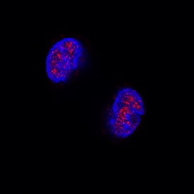 Immunocytochemistry GATA-5 Antibody [Unconjugated]