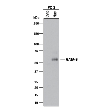 Western Blot GATA-6 Antibody [Unconjugated]