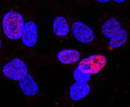 Immunocytochemistry GATA-6 Antibody (222228) [Unconjugated]