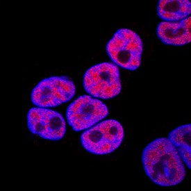 Immunocytochemistry GATA-6 Antibody (222228) [Unconjugated]