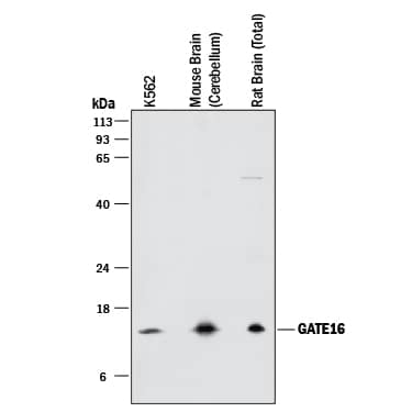 Western blot shows lysates of K562 human chronic myelogenous leukemia cell line, mouse brain (cerebellum) tissue, and rat brain (total) tissue. PVDF membrane was probed with 2 µg/mL of Rat Anti-Human/Mouse/Rat GATE-16 Monoclonal Antibody (Catalog # MAB9035) followed by HRP-conjugated Anti-Rat IgG Secondary Antibody (Catalog # HAF005). A specific band was detected for GATE-16 at approximately 15 kDa (as indicated). This experiment was conducted under reducing conditions and using Immunoblot Buffer Group 1.
