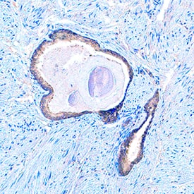 Immunohistochemistry GBL Antibody [Unconjugated]