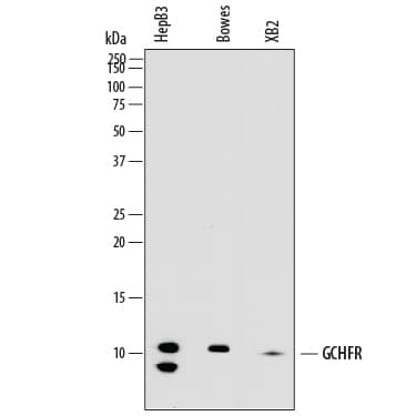 Western blot shows lysates of Hep3B human hepatocellular carcinoma cell line, Bowes human melanoma cell line, and XB2 mouse teratoma keratinocyte cell line. PVDF membrane was probed with 1 µg/mL of Mouse Anti-Human GCHFR Monoclonal Antibody (Catalog # MAB7918) followed by HRP-conjugated Anti-Mouse IgG Secondary Antibody (Catalog # HAF007). A specific band was detected for GCHFR at approximately 11 kDa (as indicated). This experiment was conducted under reducing conditions and using Immunoblot Buffer Group 1.