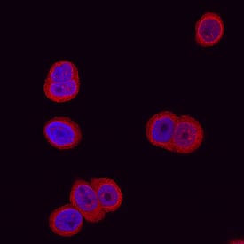 Immunocytochemistry Glucosaminyl (N-acetyl) Transferase 1/GCNT1 Antibody [Unconjugated]