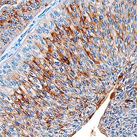 Immunohistochemistry Glucosaminyl (N-acetyl) Transferase 1/GCNT1 Antibody [Unconjugated]