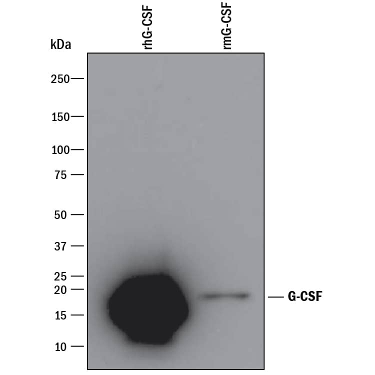Western blot shows 25 ng of Recombinant Human G-CSF (Catalog # 214-CS) and Recombinant Mouse G-CSF (Catalog # 414-CS). PVDF Membrane was probed with 1 µg/mL of Goat Anti-Human G-CSF Polyclonal Antibody (Catalog # AB-214-NA) followed by HRP-conjugated Anti-Goat IgG Secondary Antibody (Catalog # HAF109). A specific band was detected for G-CSF at approximately 15-20 kDa (as indicated). This experiment was conducted under reducing conditions and using Immunoblot Buffer Group 3.