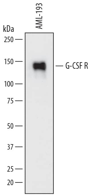 Western blot shows lysates of AML-193 human acute monocytic leukemia cell line. PVDF membrane was probed with 0.5 µg/mL of Goat Anti-Human G-CSF R/CD114 Antigen Affinity-purified Polyclonal Antibody (Catalog # AF-381-PB) followed by HRP-conjugated Anti-Goat IgG Secondary Antibody (Catalog # HAF017). A specific band was detected for G-CSF R/CD114 at approximately 145 kDa (as indicated). This experiment was conducted under reducing conditions using Immunoblot Buffer Group 1.