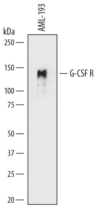 Western blot shows lysates of AML-193 human acute monocytic leukemia cell line. PVDF membrane was probed with 0.5 µg/mL of Mouse Anti-Human G-CSF R/CD114 Monoclonal Antibody (Catalog # MAB3811) followed by HRP-conjugated Anti-Mouse IgG Secondary Antibody (Catalog # HAF018). A specific band was detected for G-CSF R/ CD114 at approximately 145 kDa (as indicated). This experiment was conducted under reducing conditions and using Immunoblot Buffer Group 1.