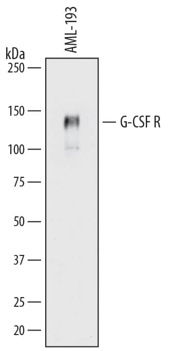 Western Blot G-CSFR/CD114 Antibody (38660) [Unconjugated]