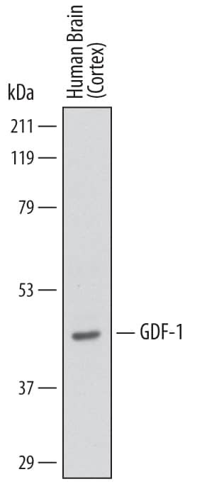 Western Blot GDF-1 Antibody (748450) [Unconjugated]