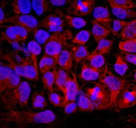 Immunocytochemistry GDF-3 Antibody