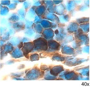 Immunohistochemistry GDF-3 Antibody