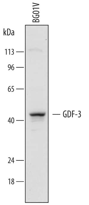Western blot shows lysates of BG01V human embryonic stem cells. PVDF membrane was probed with 1.5 µg/mL of Goat Anti-Human/Mouse GDF-3 Antigen Affinity-purified Polyclonal Antibody (Catalog # AF958) followed by HRP-conjugated Anti-Goat IgG Secondary Antibody (Catalog # HAF017). A specific band was detected for GDF-3 at approximately 42 kDa (as indicated). This experiment was conducted under reducing conditions and using Immunoblot Buffer Group 1.