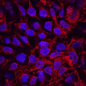 GDF-3 was detected in immersion fixed BG01V human embryonic stem cells using Mouse Anti-Human GDF-3 Mono-clonal Antibody (Catalog # MAB5754) at 10 µg/mL for 3 hours at room temperature. Cells were stained using the Northern-Lights™ 557-conjugated Anti-Mouse IgG Secondary Antibody (red; Catalog # NL007) and counterstained with DAPI (blue). Specific staining was localized to cytoplasm. View our protocol for Fluorescent ICC Staining of Cells on Coverslips.