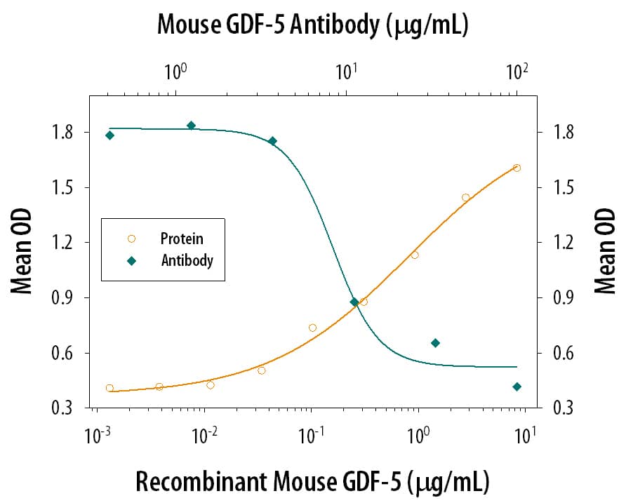 Recombinant Mouse GDF-5 (Catalog # 853-G5) induces alkaline phosphatase production in the ATDC5 mouse chondrogenic cell line in a dose-dependent manner (orange line). Alkaline phosphatase production elicited by Recombinant Mouse GDF-5 (3 µg/mL) is neutralized (green line) by increasing concentrations of Rat Anti-Mouse GDF-5 Monoclonal Antibody (Catalog # MAB8531). The ND50 is typically 2-10 µg/mL.