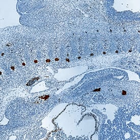 GDF‑11/BMP‑11 was detected in immersion fixed frozen sections of mouse embryo (11 d.p.c.) using Goat Anti-Human/Mouse GDF‑11/BMP‑11 Antigen Affinity-purified Polyclonal Antibody (Catalog # AF1958) at 15 µg/mL overnight at 4 °C. Tissue was stained using the Anti-Goat HRP-DAB Cell & Tissue Staining Kit (brown; Catalog # CTS008) and counterstained with hematoxylin (blue). Specific staining was localized to dorsal root ganglia. View our protocol for Chromogenic IHC Staining of Frozen Tissue Sections.