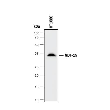 Western Blot GDF-15 Antibody [Unconjugated]