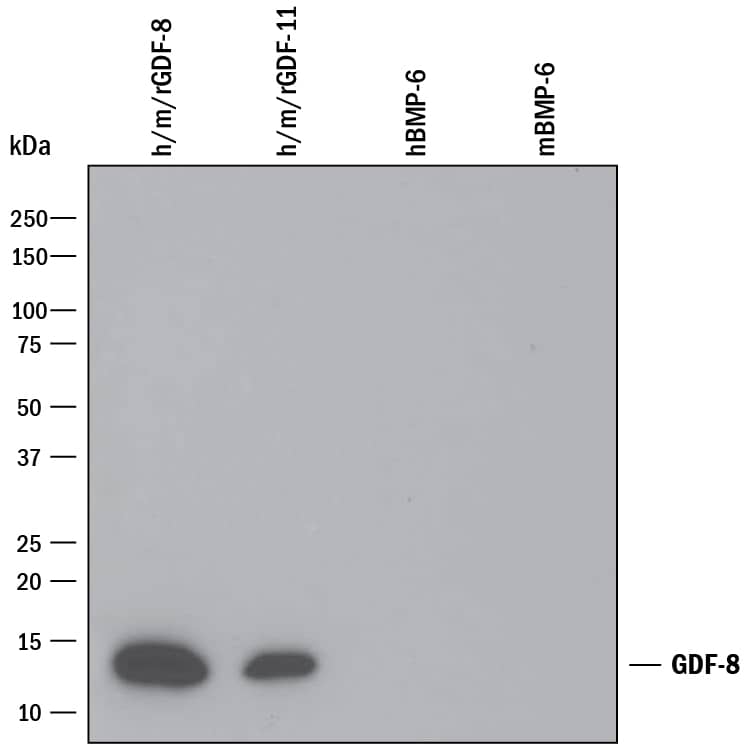 Western Blot GDF-8/Myostatin Antibody [Unconjugated]
