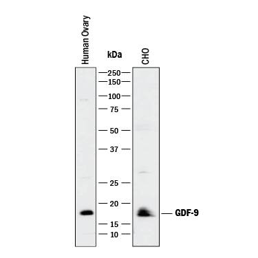 Western blot shows lysates of human ovary tissue and CHO Chinese hamster ovary cell line. PVDF membrane was probed with 1 µg/mL of Goat Anti-Human/Mouse/Hamster GDF-9 Antigen Affinity-purified Polyclonal Antibody (Catalog # AF739) followed by HRP-conjugated Anti-Goat IgG Secondary Antibody (HAF017). A specific band was detected for GDF-9 at approximately 18 kDa (as indicated). This experiment was conducted under reducing conditions and using Immunoblot Buffer Group 1.