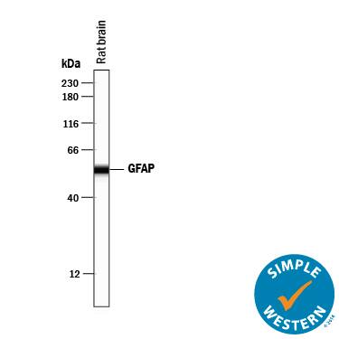Simple Western lane view shows lysates of rat brain tissue, loaded at 0.2 mg/mL. A specific band was detected for GFAP at approximately 55 kDa (as indicated) using 2 µg/mL of Sheep Anti-Human/Rat GFAP Antigen Affinity-purified Polyclonal Antibody (Catalog # AF2594) followed by 1:50 dilution of HRP-conjugated Anti-Sheep IgG Secondary Antibody (Catalog # HAF016). This experiment was conducted under reducing conditions and using the 12-230 kDa separation system.
