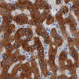 Immunohistochemistry GFER/ALR Antibody (829812)
