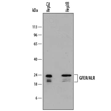 Western Blot GFER/ALR Antibody (829812)