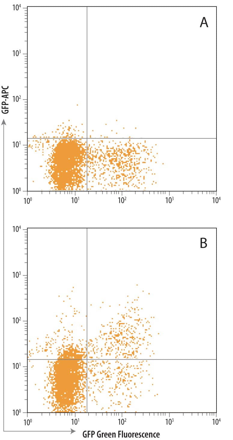 HEK293 human embryonic kidney cells transfected with GFP was stained with Allophycocyanin-conjugated Anti-Goat IgG Secondary Antibody only (A, Catalog # F0108) or with Goat Anti-GFP Antigen Affinity-purified Polyclonal Antibody (Catalog # AF4240) followed by Secondary Antibody (B). To facilitate intracellular staining, cells were fixed with paraformaldehyde and permeabilized with saponin. Quadrant markers were set based on control antibody staining (Catalog # AB-108-C).