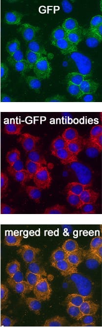 GFP was detected in immersion fixed HEK293 human embryonic kidney cells transfected with GFP (green) using Goat Anti-GFP Antigen Affinity-purified Polyclonal Antibody (Catalog # AF4240) at 1.7 µg/mL for 3 hours at room temperature. Cells were stained using the NorthernLights™ 557-conjugated Anti-Goat IgG Secondary Antibody (red, middle panel; Catalog # NL001) and counterstained with DAPI (blue). Specific staining was localized to the cytoplasm of GFP-positive cells. View our protocol for Fluorescent ICC Staining of Cells on Coverslips.
