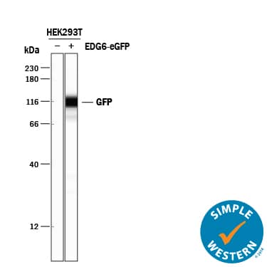 Simple Western lane view shows lysates of HEK293T human embryonic kidney cell line either mock transfected (-) or transfected with eGFP-tagged EDG6 (+), loaded at 0.2 mg/mL. A specific band was detected for GFP at approximately 114 kDa (as indicated) using 2.5 µg/mL of Goat Anti-GFP Antigen Affinity-purified Polyclonal Antibody (Catalog # AF4240) followed by 1:50 dilution of HRP-conjugated Anti-Goat IgG Secondary Antibody (Catalog # HAF109). This experiment was conducted under reducing conditions and using the 12-230 kDa separation system.