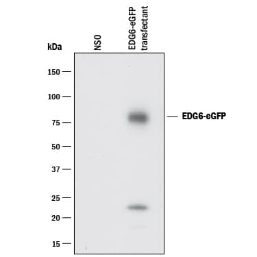 Western blot shows lysates of NS0 mouse myeloma cell line either mock transfected or transfected with eGFP-tagged EDG6. PVDF membrane was probed with 1 µg/mL of Goat Anti-GFP Antigen Affinity-purified Polyclonal Antibody (Catalog # AF4240) followed by HRP-conjugated Anti-Goat IgG Secondary Antibody (Catalog # HAF017). A specific band was detected for GFP at approximately 80 kDa (as indicated). This experiment was conducted under reducing conditions and using Immunoblot Buffer Group 1.