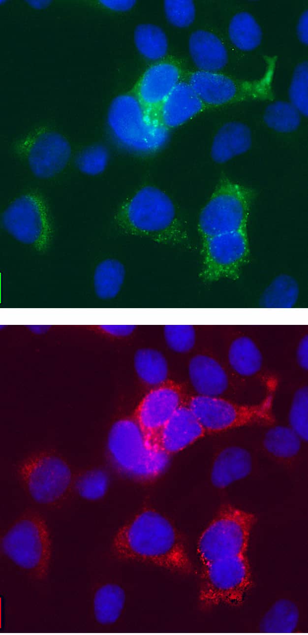 GFP was detected in immersion fixed HEK293 human embryonic kidney cell line transfected with GFP (green, upper panel) using Mouse Anti-GFP Monoclonal Antibody (Catalog # MAB42401R) at 10 µg/mL for 3 hours at room temperature. Cells were stained using the NorthernLights™ 557-conjugated Anti-Mouse IgG Secondary Antibody (red, lower panel; Catalog # NL007) and counterstained with DAPI (blue). Specific staining was localized to cytoplasm in GFP-positive cells. View our protocol for Fluorescent ICC Staining of Cells on Coverslips.